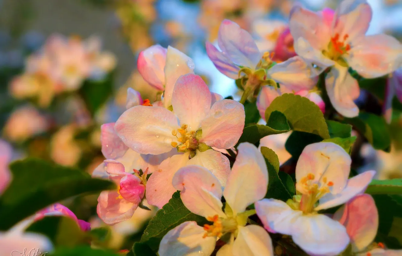 Фото обои Весна, Spring, Цветение, Flowering