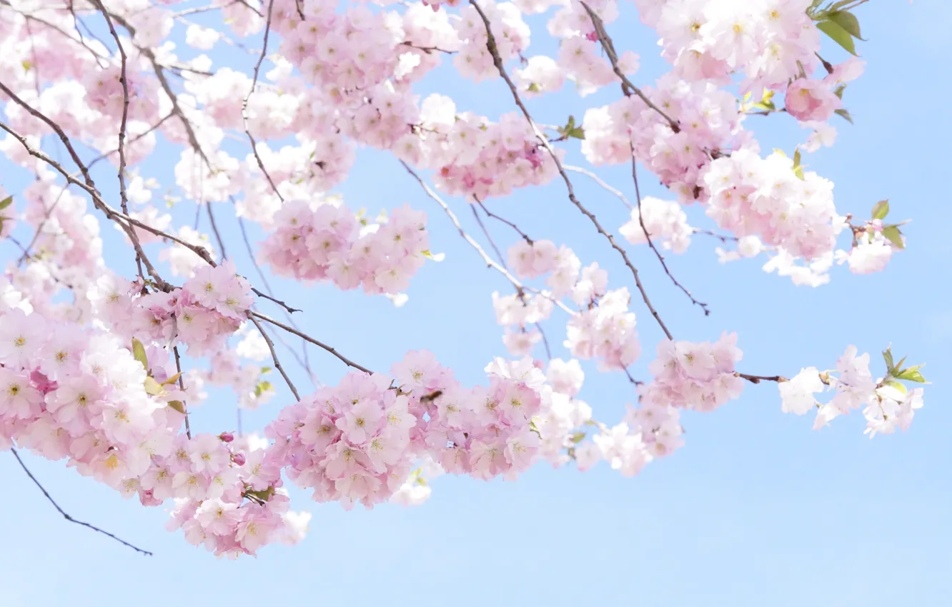 Фото обои ветки, вишня, дерево, весна, сакура, pink, tree, cherry