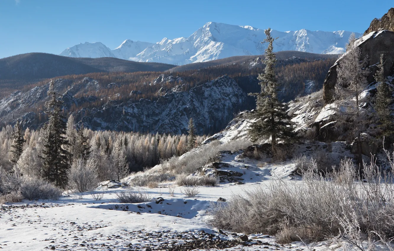 Фото обои снег, пейзаж, горы, природа, ели, леса, Алтай, Виктор Зайцев