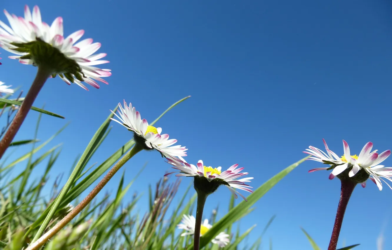Фото обои лето, небо, трава, цветы