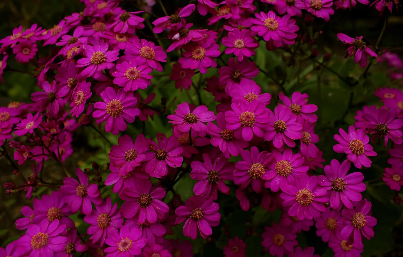 Фото обои Цветы, flowers, тёмно-розовые, dark pink