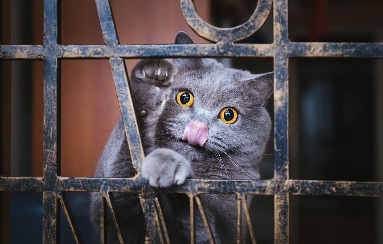 Фото обои кошка, кот, взгляд, поза, мордашка