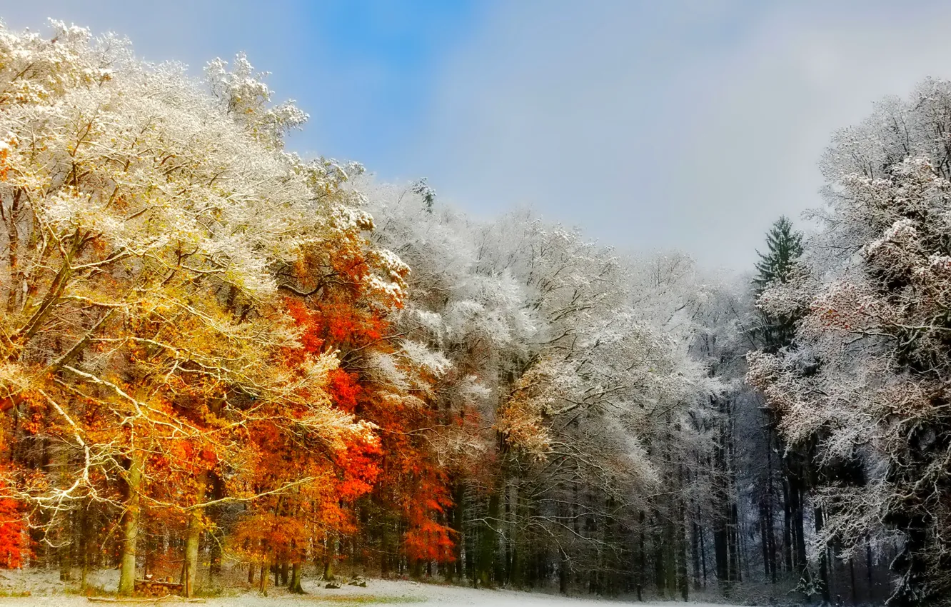 Фото обои иней, осень, лес, небо, деревья