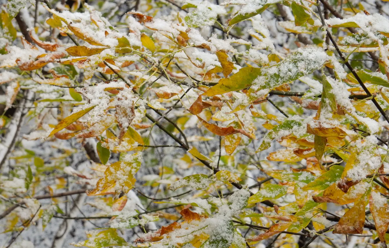 Фото обои осень, листья, снег, ветки, природа, лист, widescreen, растения