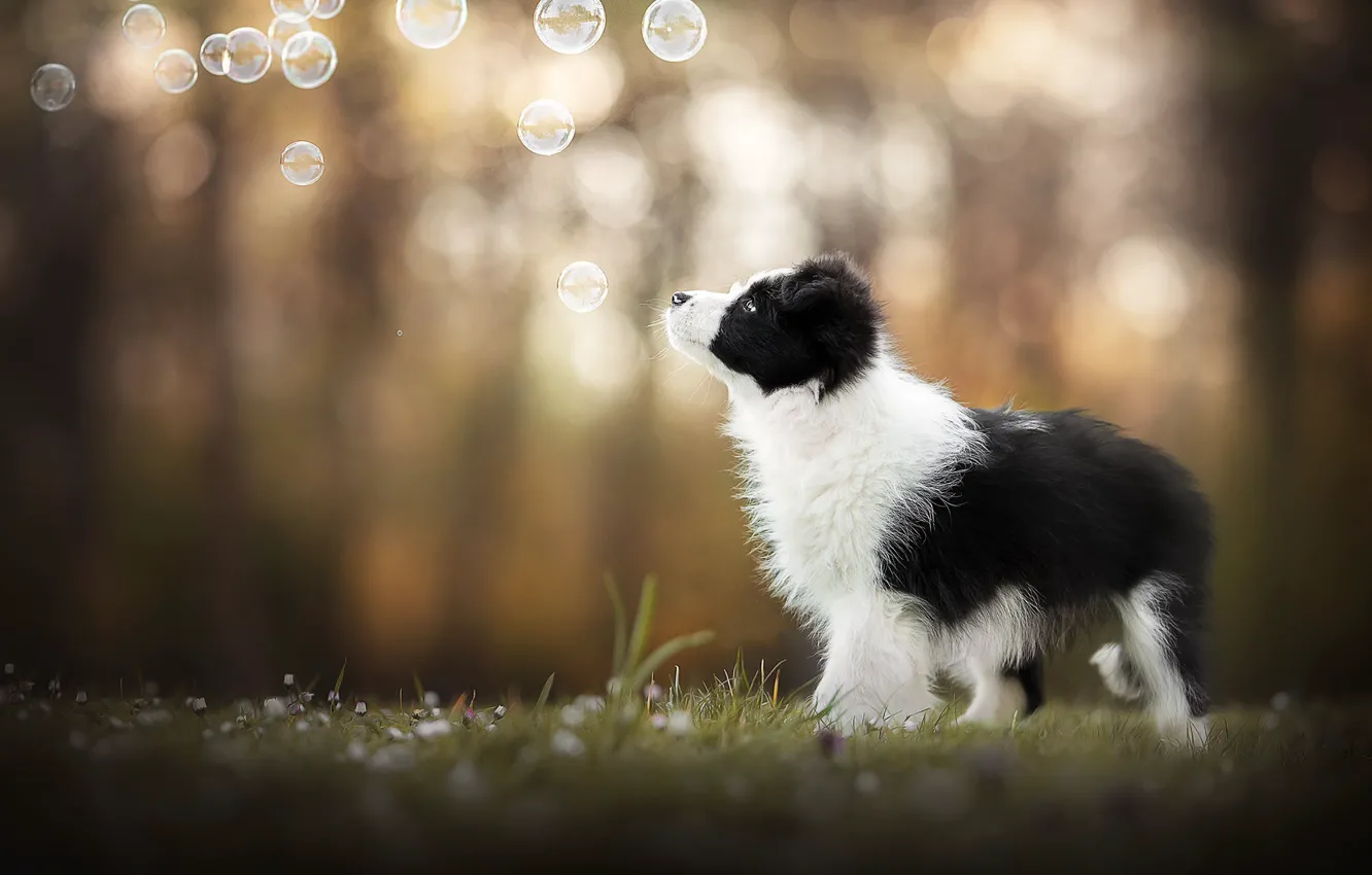 Фото обои собака, мыльные пузыри, щенок, боке