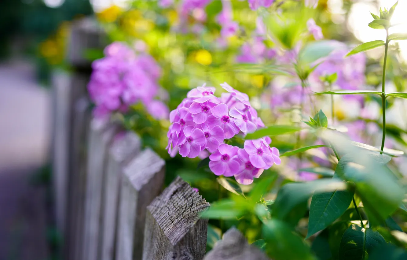 Фото обои листья, цветы, забор, размытие, сад, розовые, клумба, боке