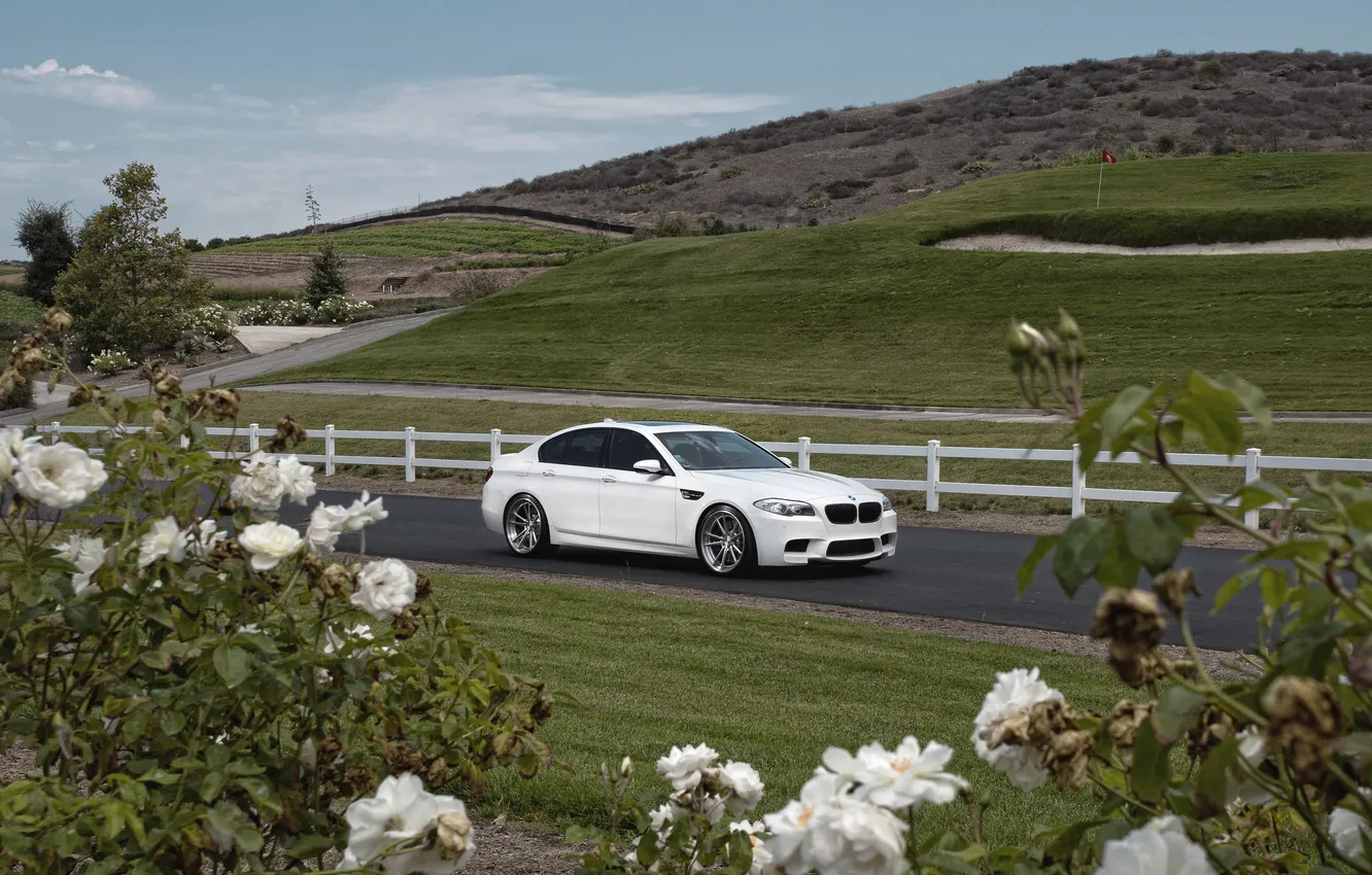 Фото обои белый, цветы, розы, BMW, БМВ, white, вид сбоку, кусты