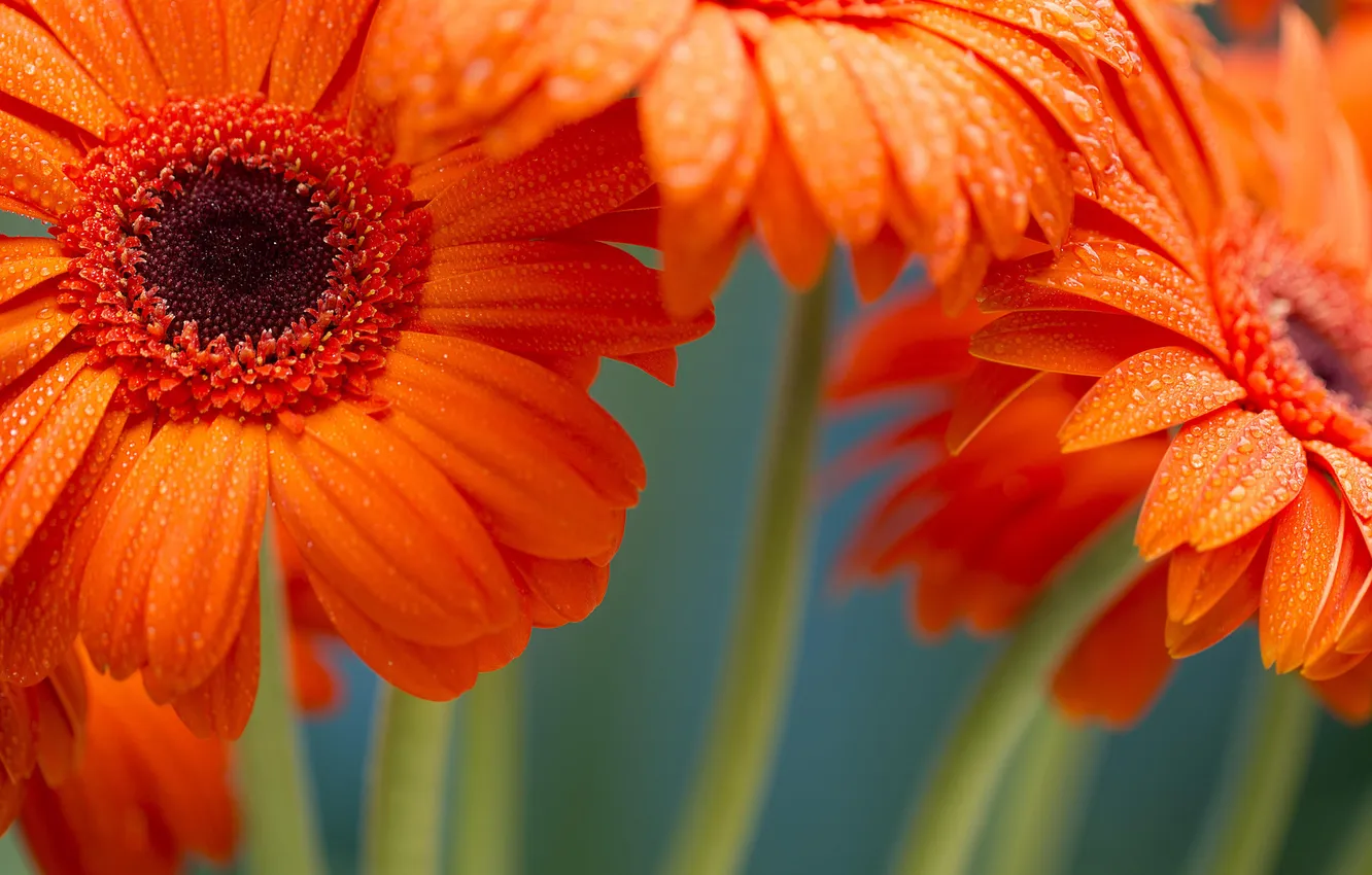 Фото обои макро, цветы, gerbera