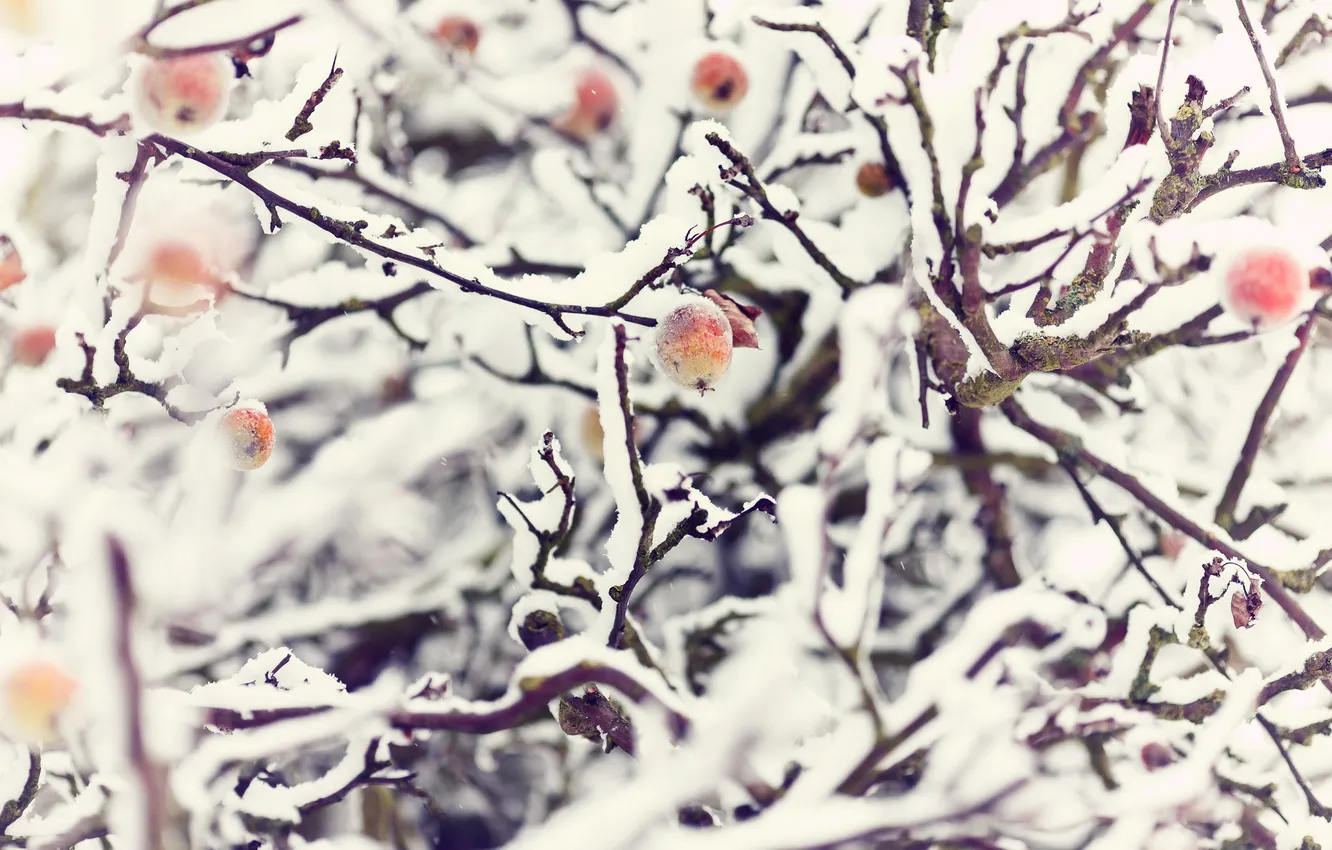 Фото обои зима, снег, ветки, природа, яблоки, яблоня
