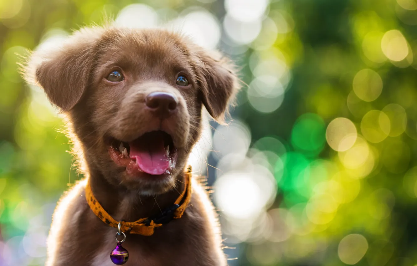 Фото обои милый, щенок, light, лабрадор, puppy, dog, bokeh, cute