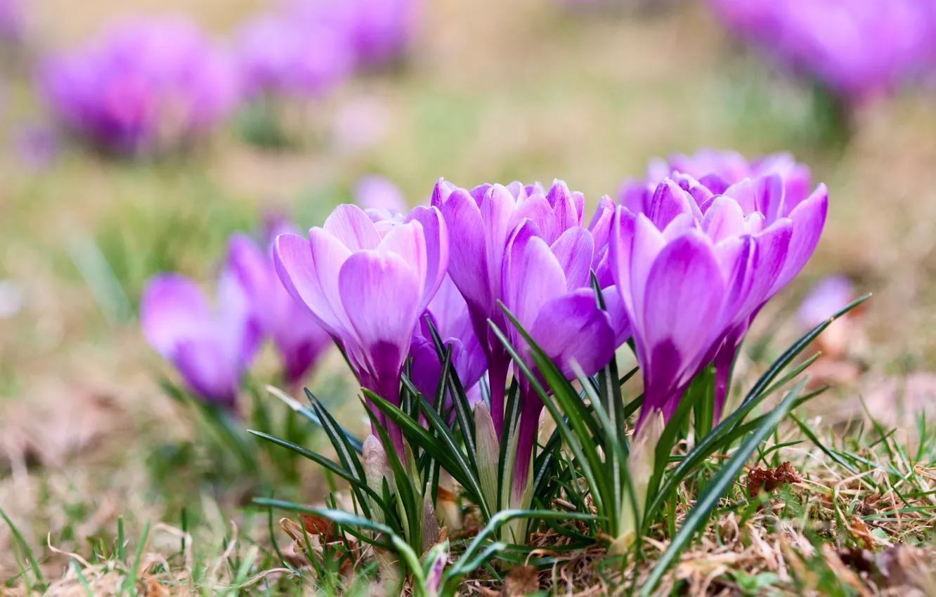 Фото обои Цветы, весна, крокусы, Violet, Crocuses