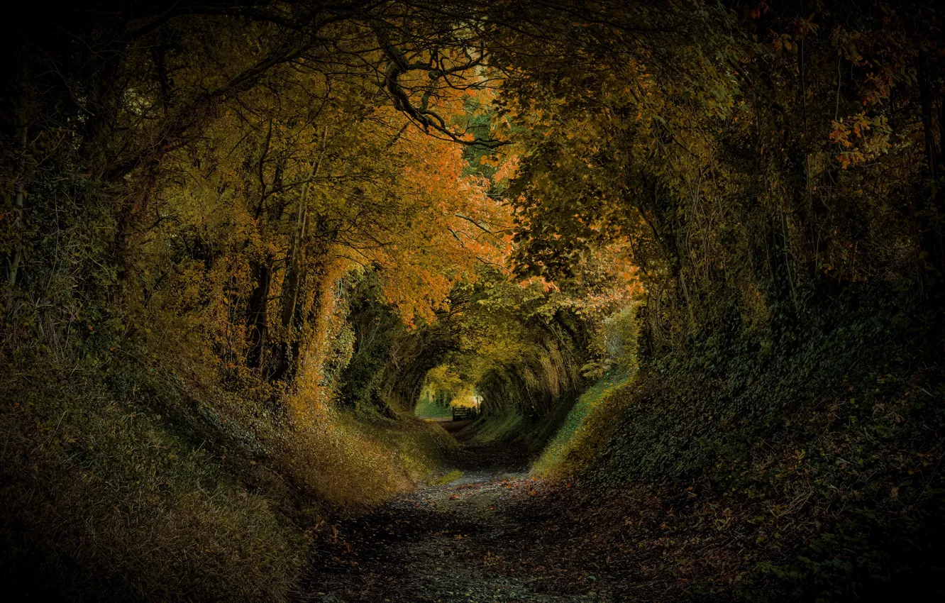 Фото обои деревья, парк, Англия, склон, туннель, Соединенное Королевство, Halnaker