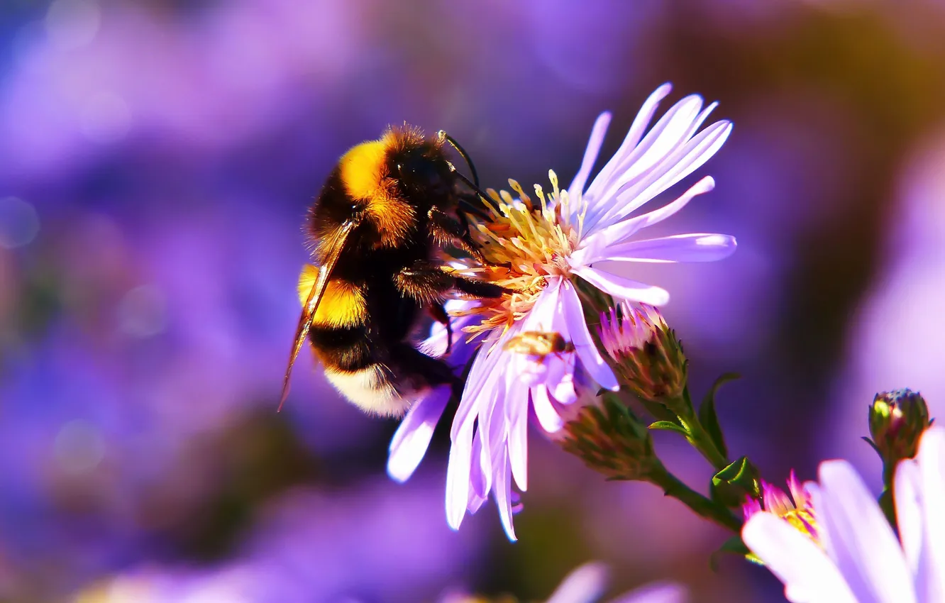 Фото обои цветок, лето, макро, цветы, пчела, фон, сиреневый, насекомое