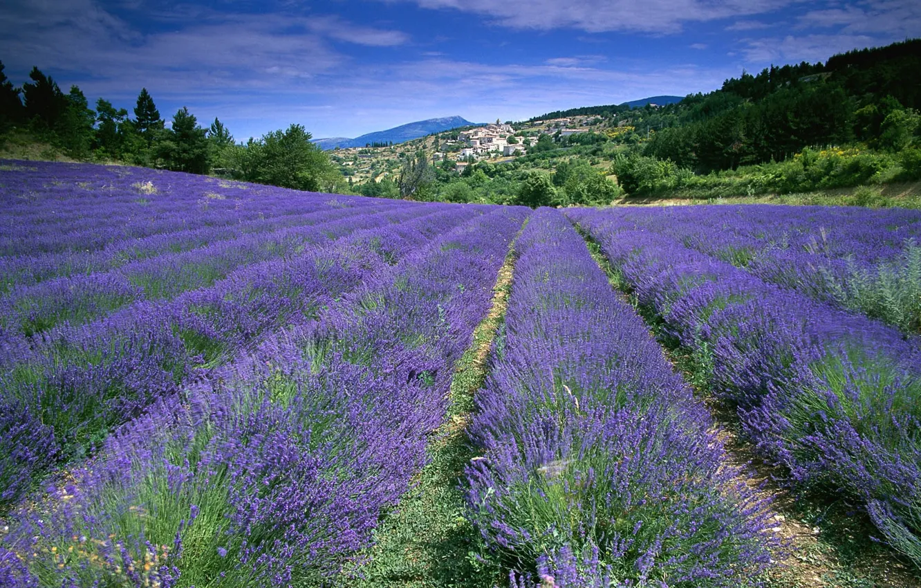Фото обои поле, цветы, Франция, лаванда, Прованс