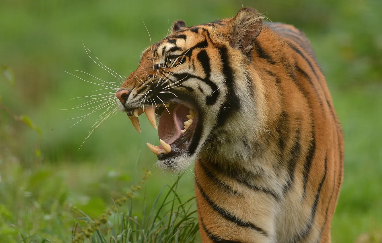 Фото обои тигр, хищник, клыки, оскал, дикая кошка