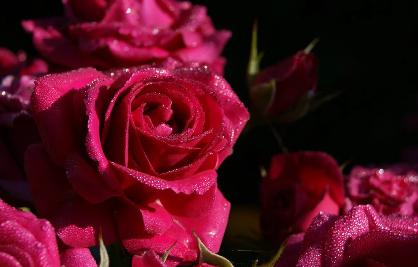Фото обои капли, макро, цветы, роса, роза, розы, капли воды