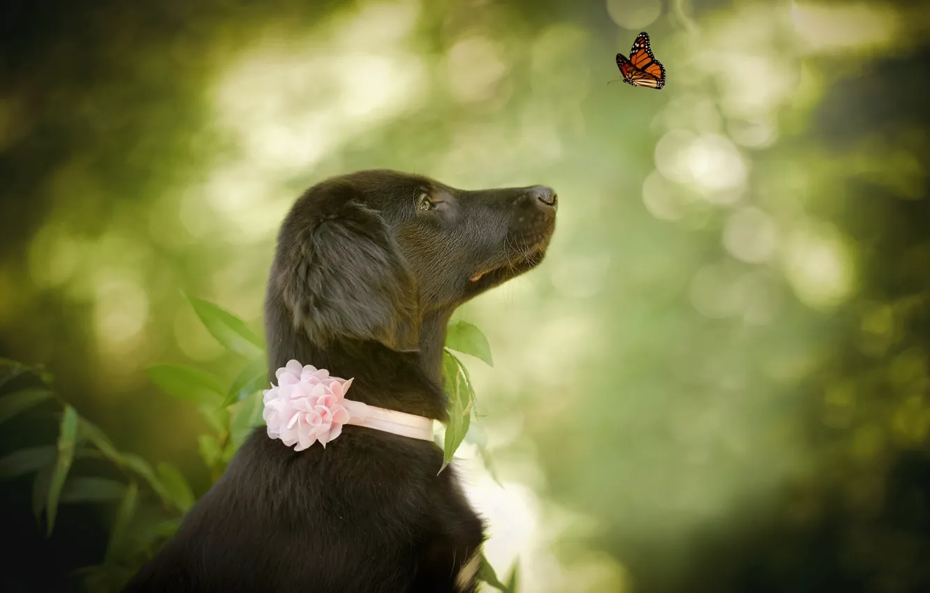 Фото обои природа, животное, бабочка, собака, профиль, пёс, боке