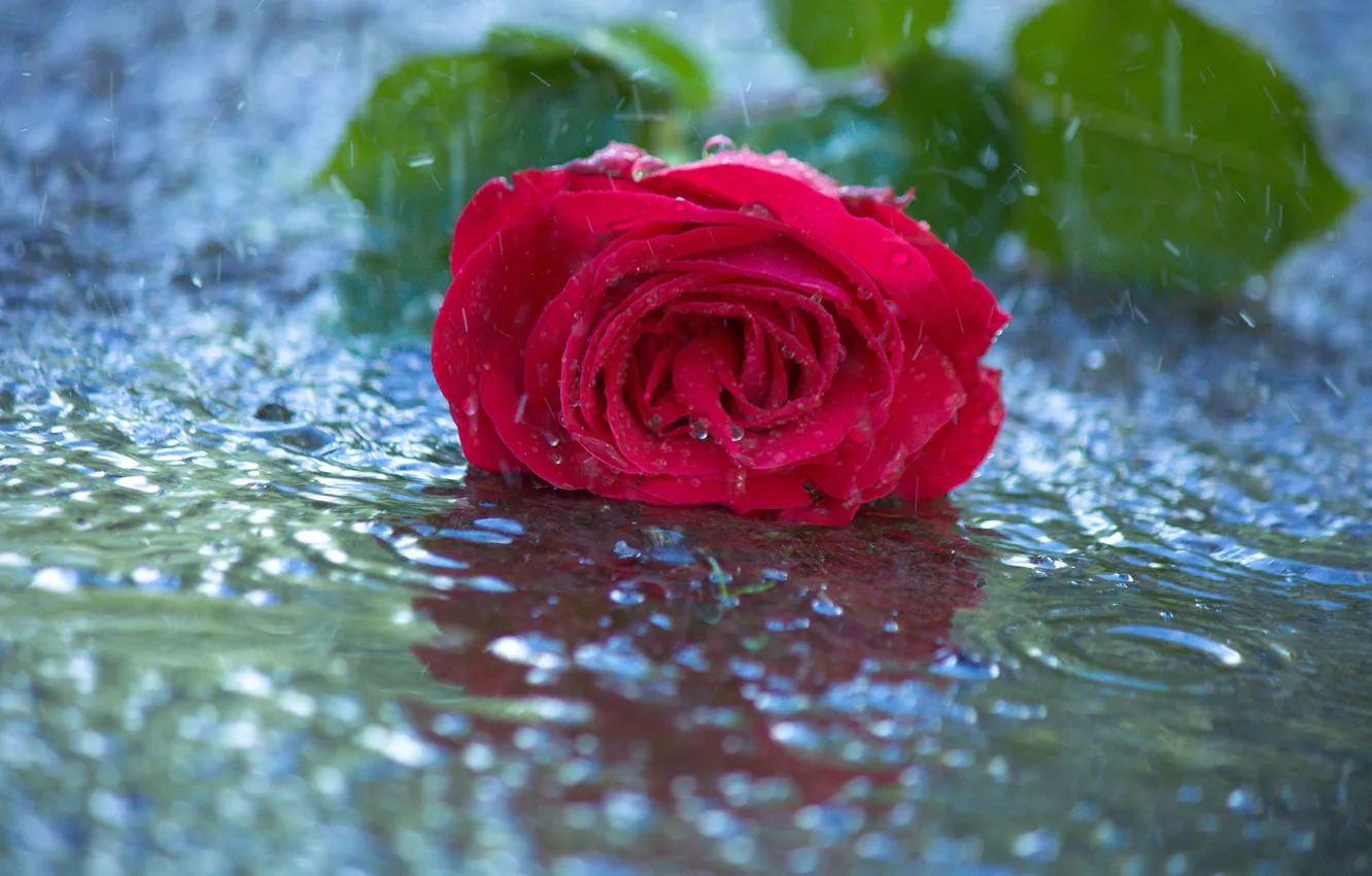 Фото обои цветок, вода, капли, дождь, роза, красная