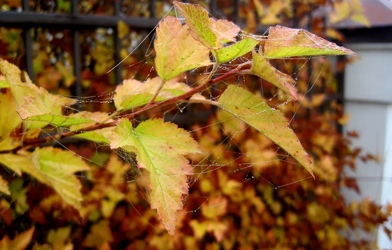 Фото обои осень, листья, капли, паутина