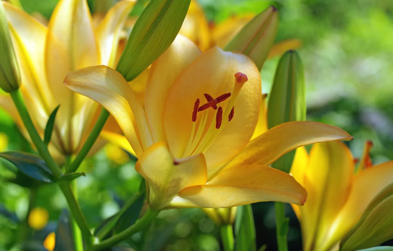 Фото обои цветок, цветы, бутоны, жёлтая лилия