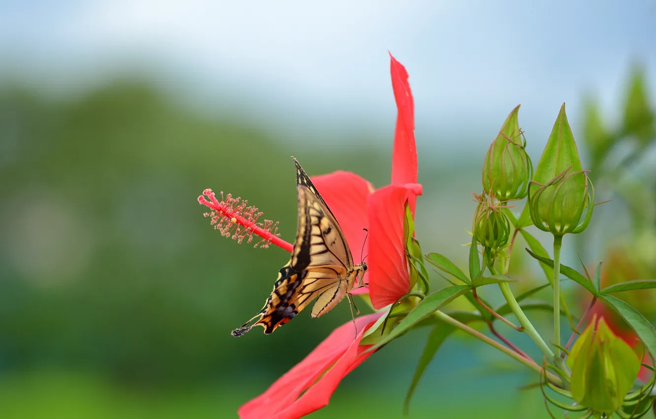 Фото обои цветок, красный, бабочка, махаон, гибискус