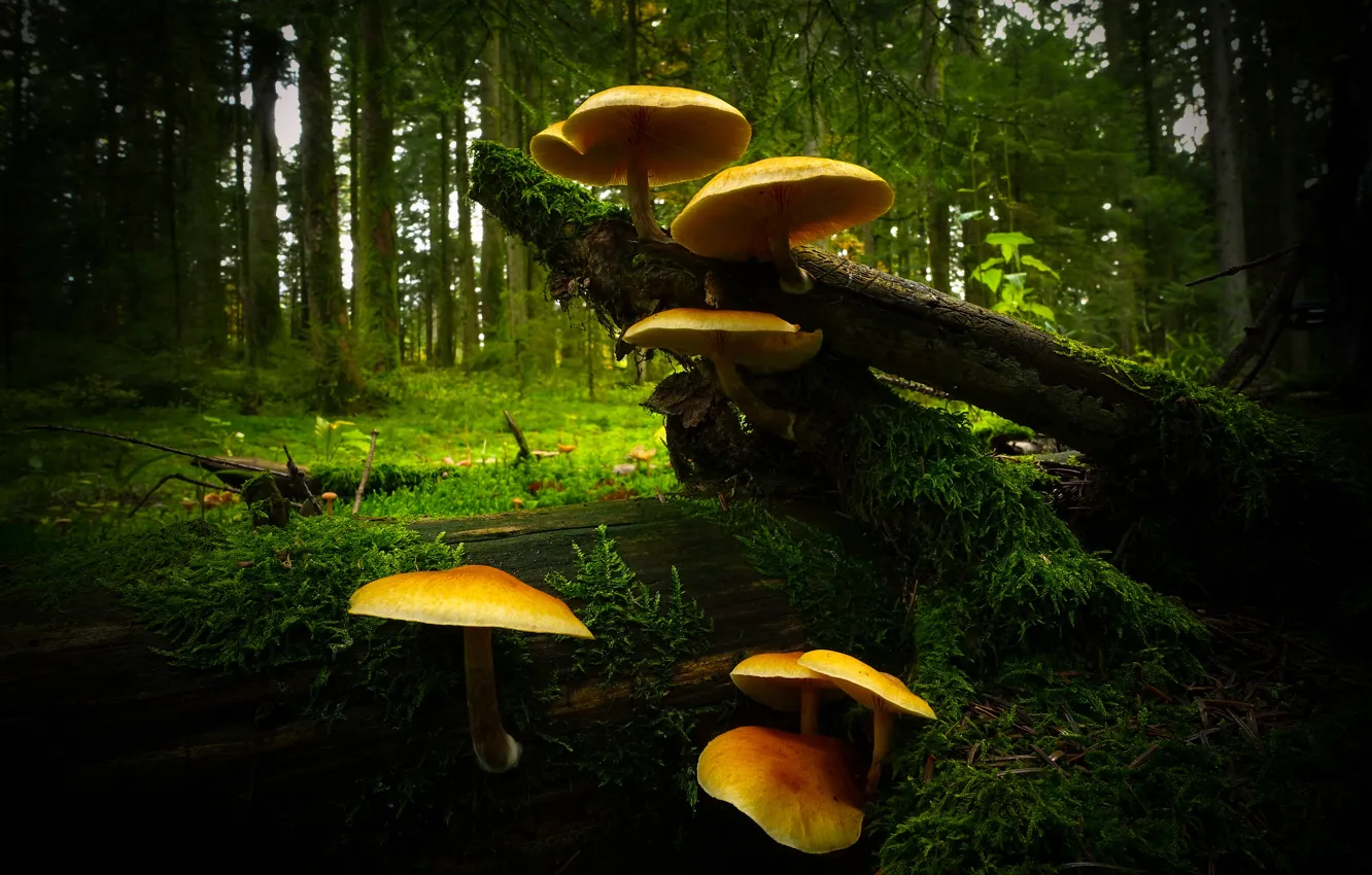 Фото обои лес, темный фон, грибы, семейка