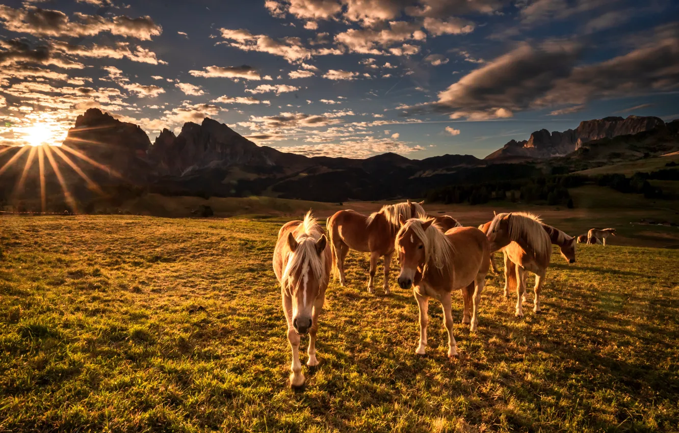 Фото обои горы, лошади, Италия, Доломиты