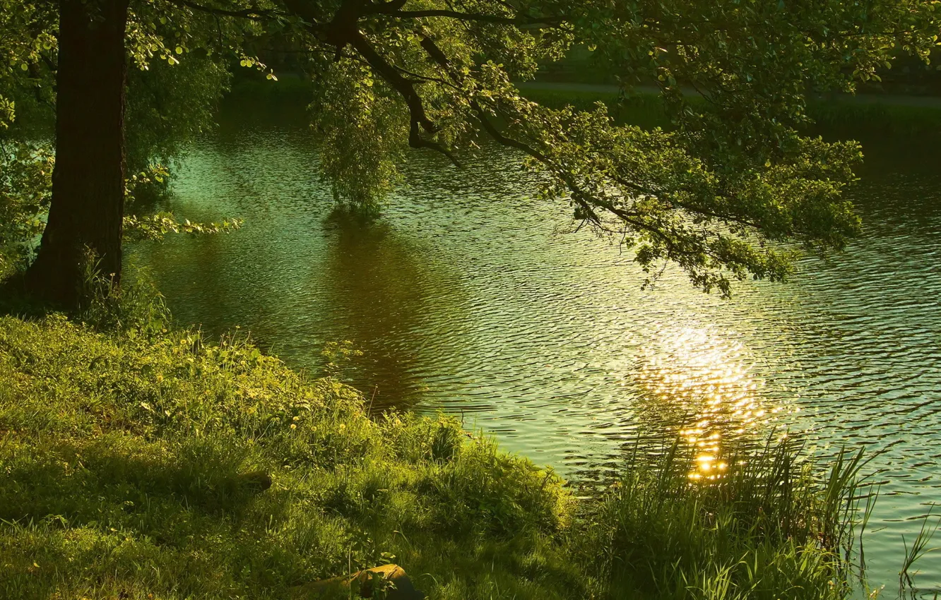 Фото обои лес, лето, природа, река