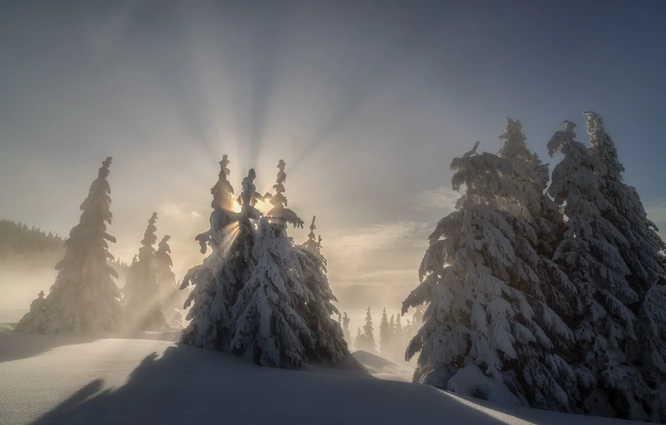 Фото обои зима, солнце, лучи, деревья, пейзаж, природа, ели, склон