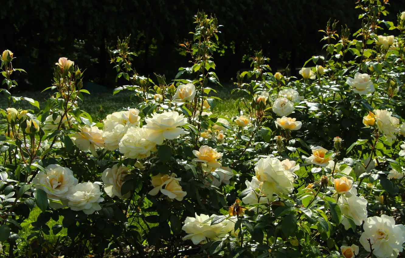 Фото обои white, roses, blooming