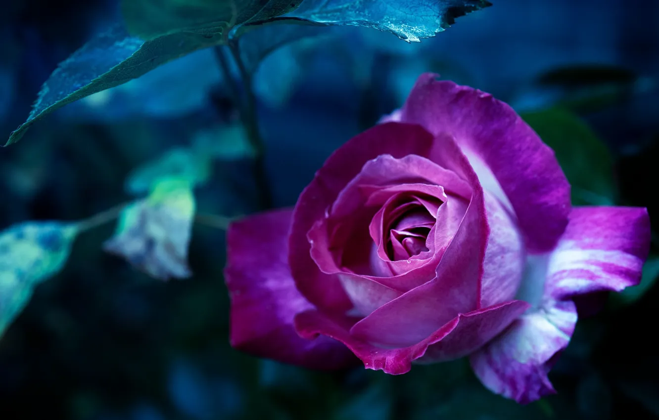 Фото обои макро, роза, лиловый