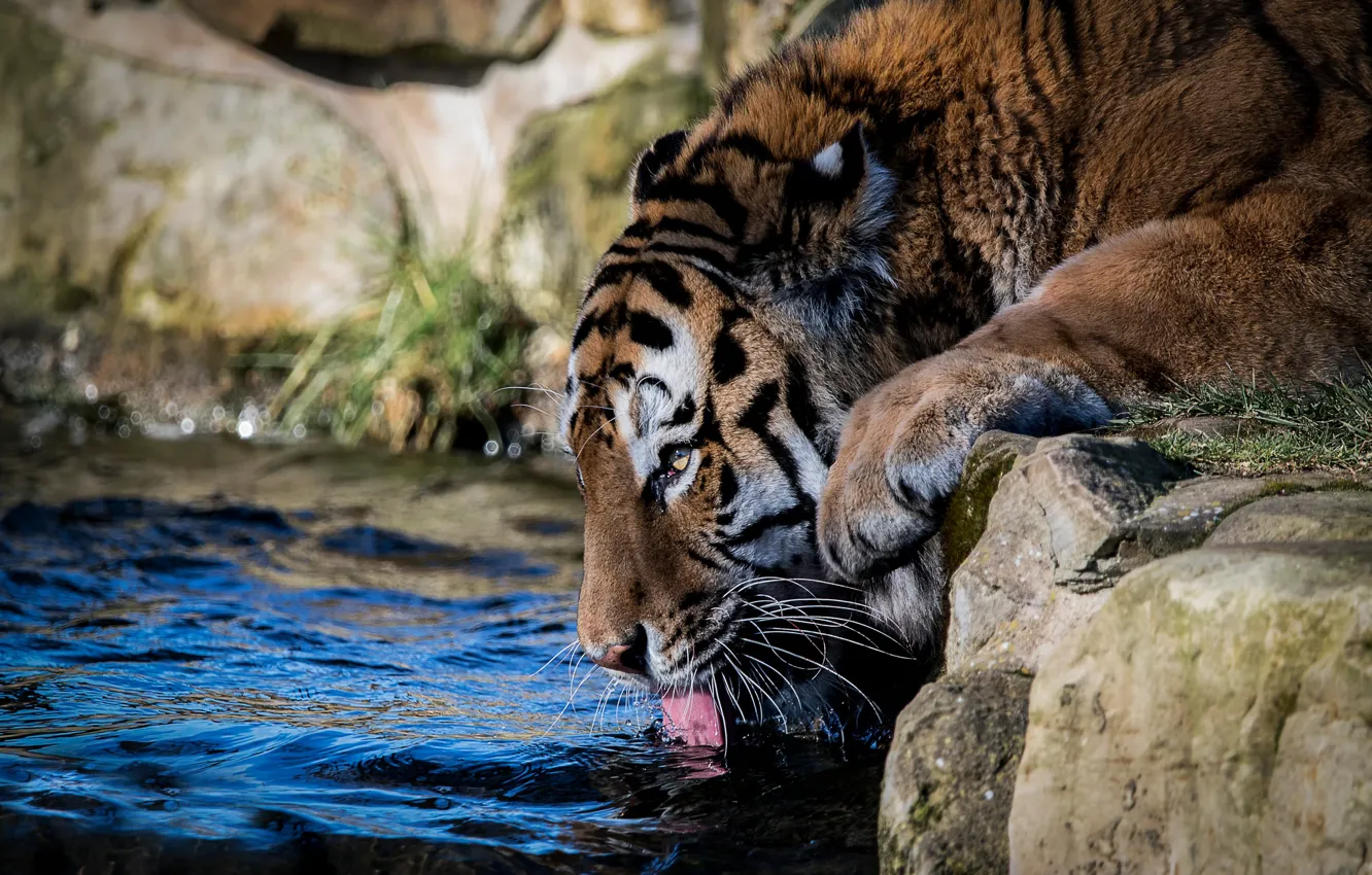 Фото обои морда, вода, тигр, жажда, водопой, дикая кошка