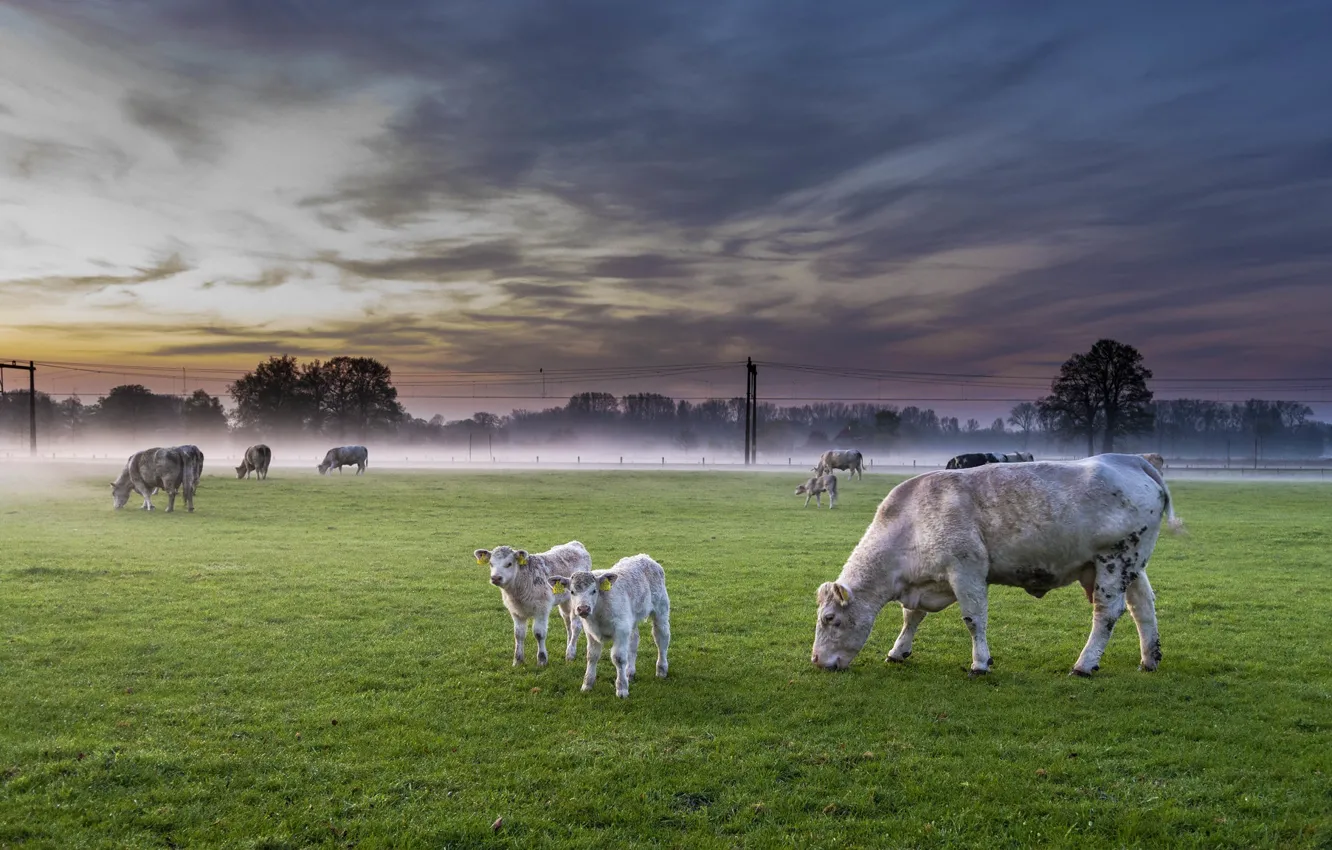 Фото обои поле, туман, скот, Nederland, Deventer, Overijssel