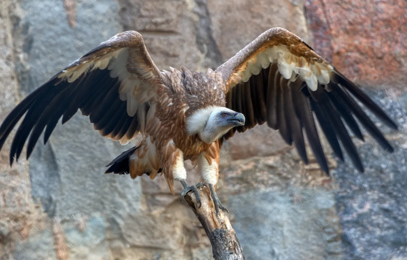 Фото обои поза, крылья, перья, гриф, падальщики