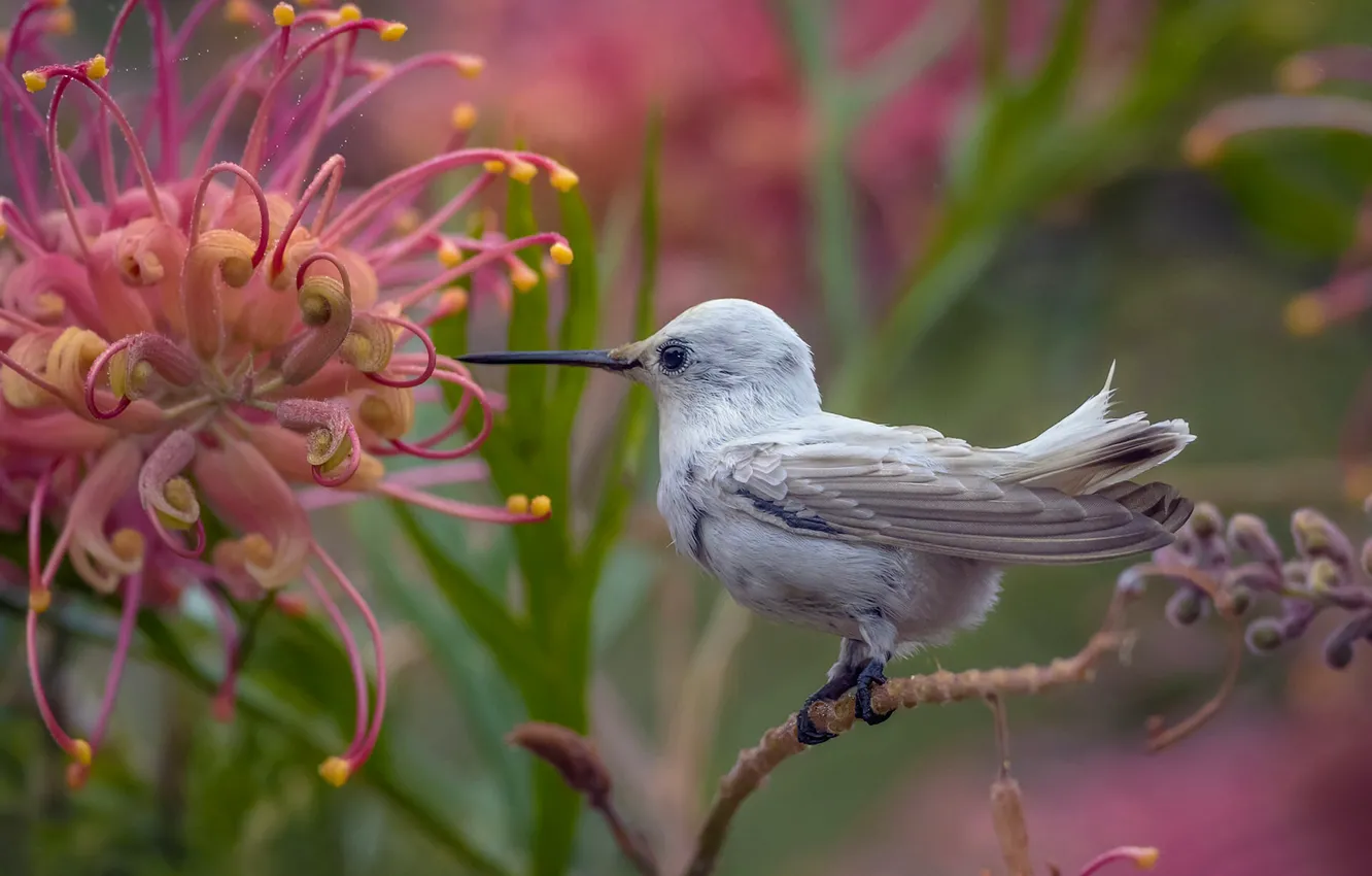 Фото обои цветок, колибри, птичка, Калипта Анны