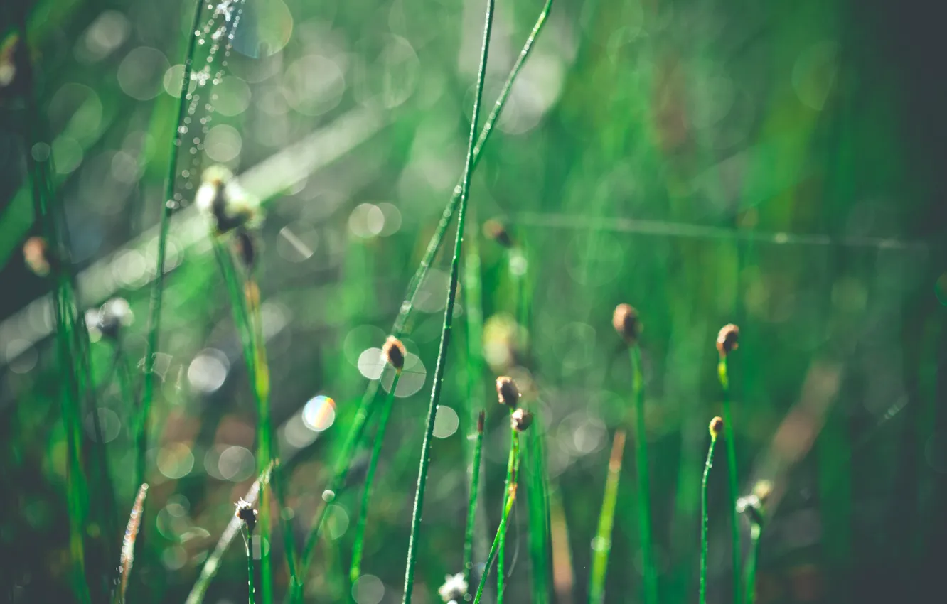 Фото обои трава, капли, макро, блики, блеск, утро