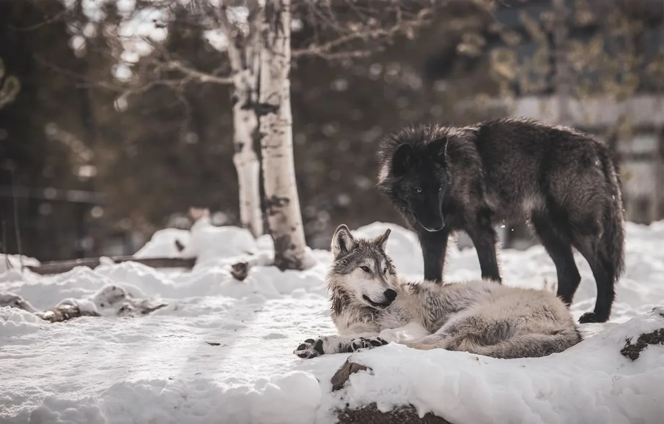 Фото обои nature, predator, animal, wolf, wildlife, portrait, portrait., Canis lupus. face