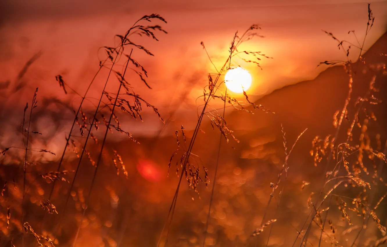 Фото обои трава, восход, рассвет, Норвегия, боке