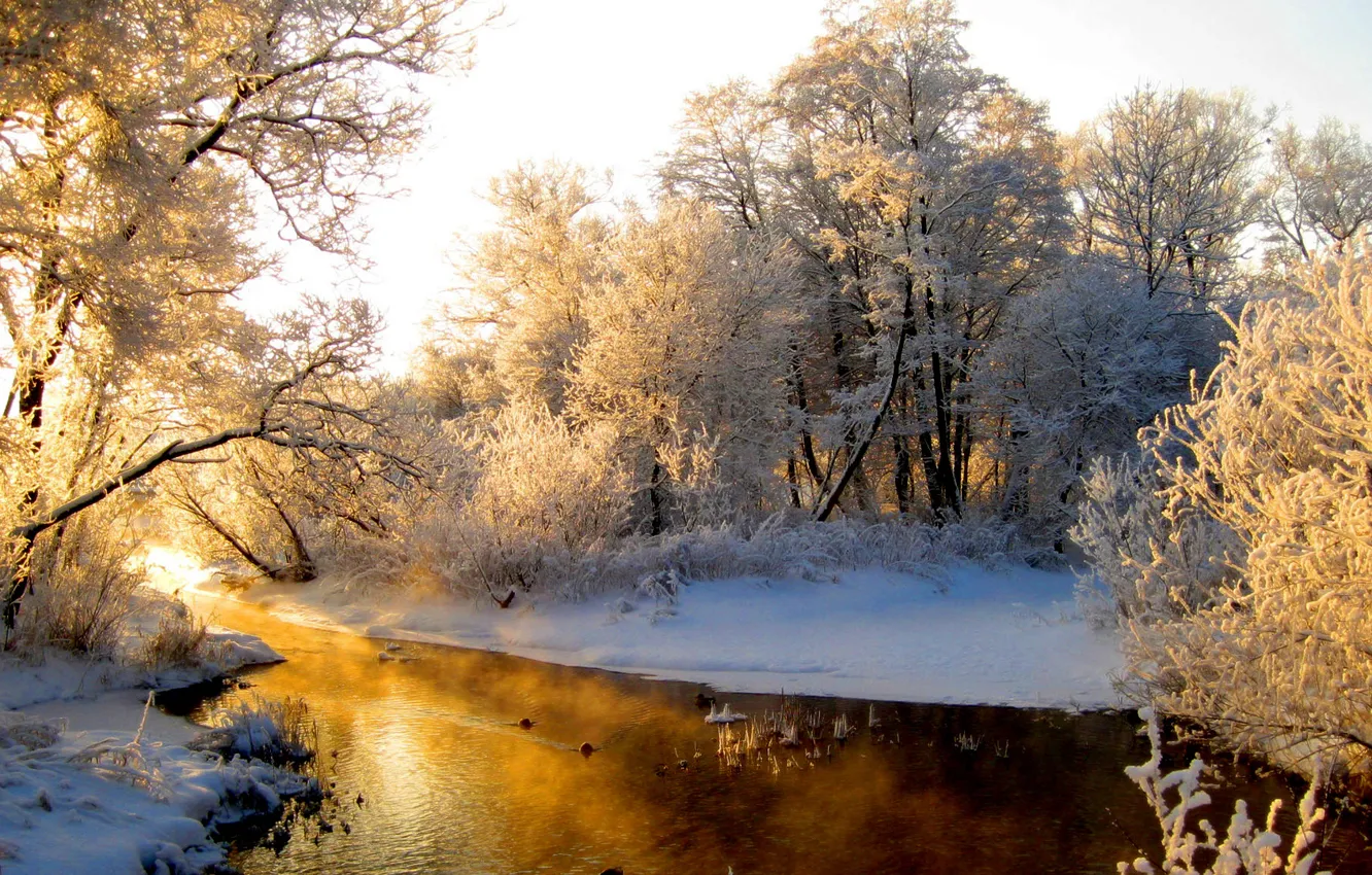Фото обои зима, лес, солнце, снег, деревья, речка, в инее