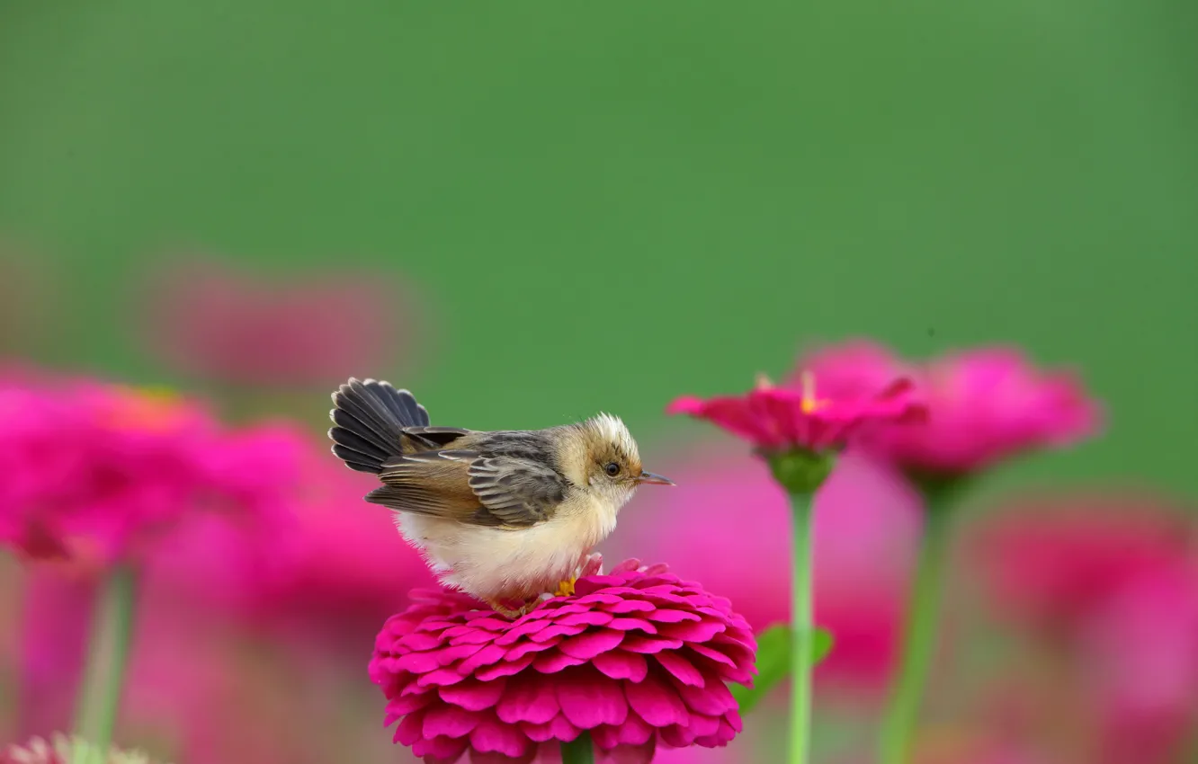 Фото обои цветы, природа, птица, цистикола золотистая