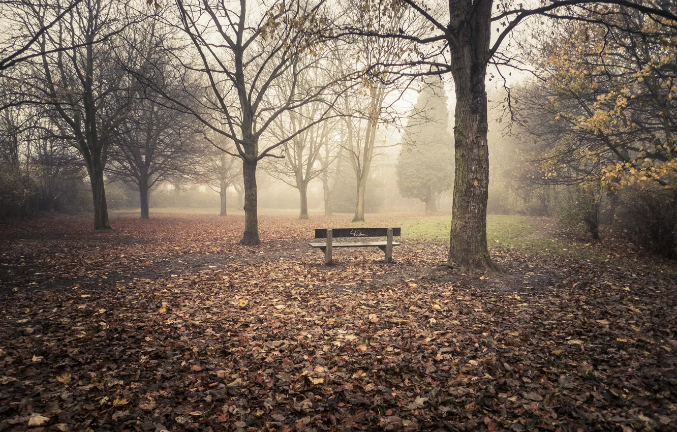 Фото обои листья, деревья, скамейка, туман, trees, leaves, fog, bench