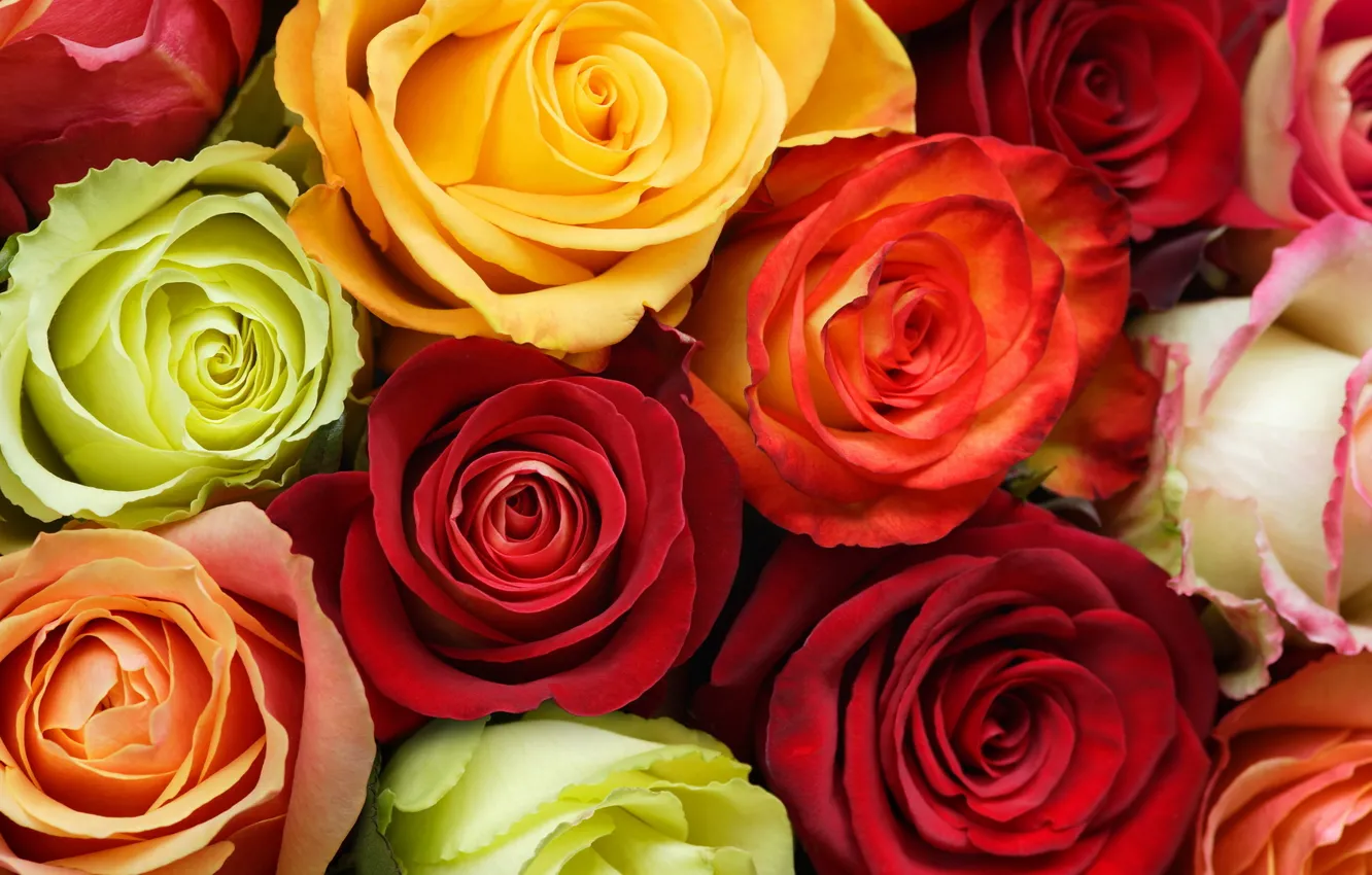 Фото обои белый, цветы, оранжевый, желтый, красный, зеленый, розы, бутоны