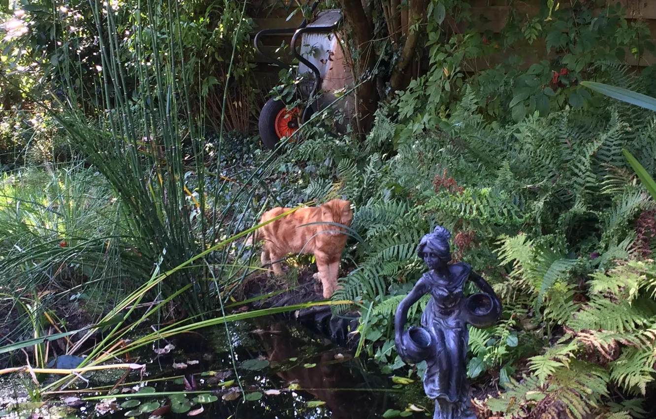 Фото обои garden, pond, fall