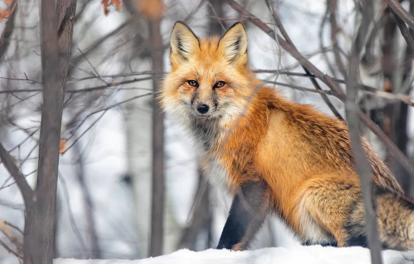 Фото обои зима, взгляд, снег, ветки, лиса, лисица