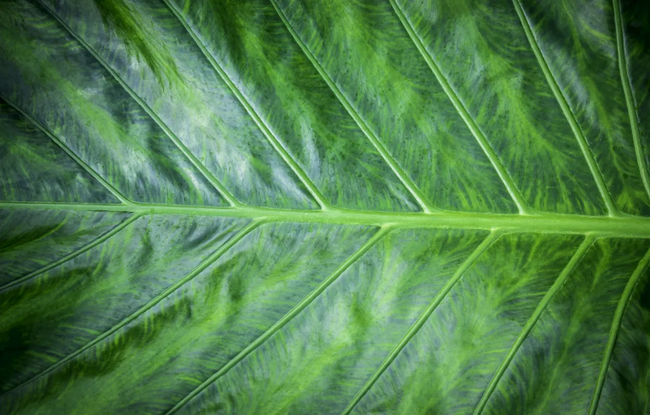 Фото обои макро, лист, зеленый, фон, green, texture, macro, leaf