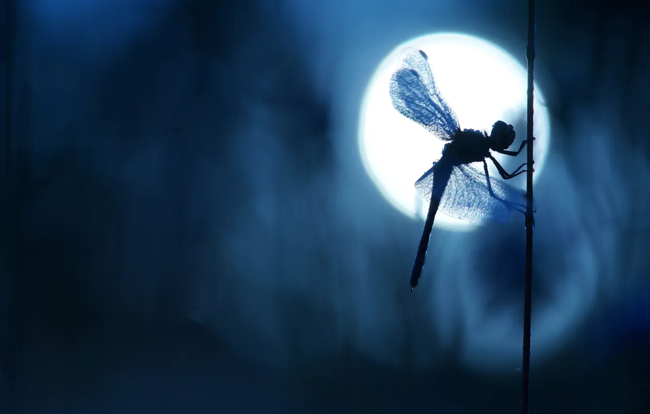 Фото обои макро, свет, ночь, темный фон, луна, крылья, стрекоза, силуэт