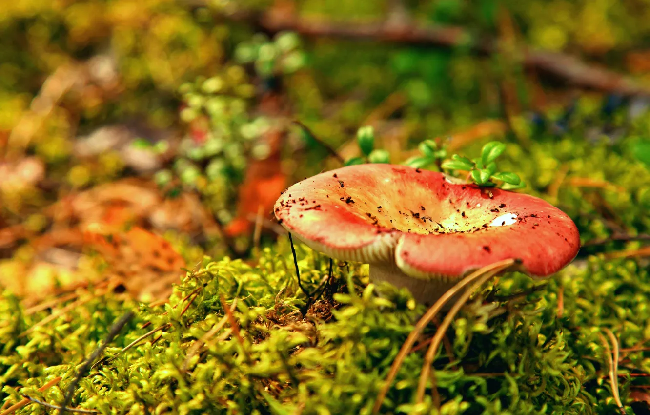 Фото обои осень, лес, гриб, тишина