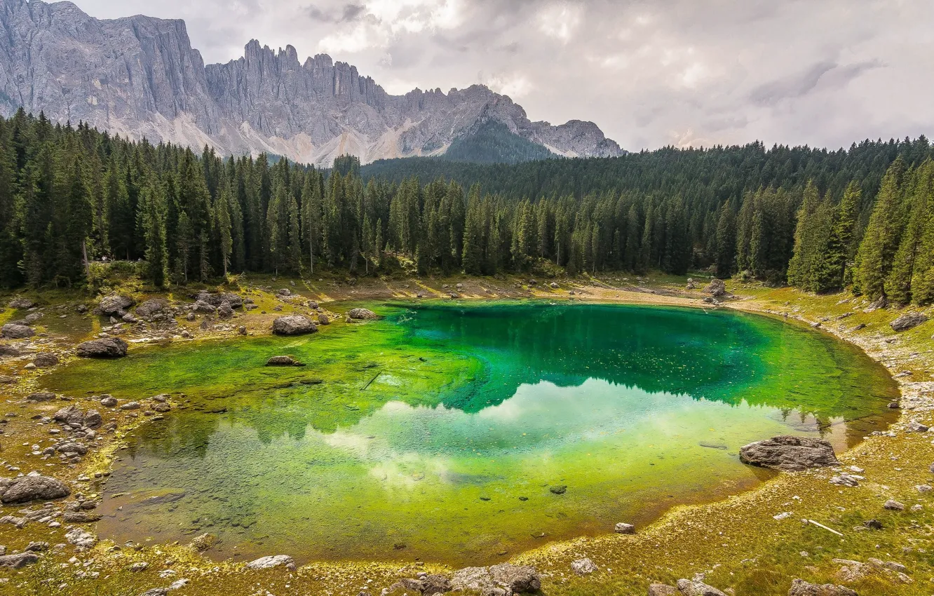 Фото обои лес, пейзаж, горы, природа, озеро, красота, панорама, еловый лес
