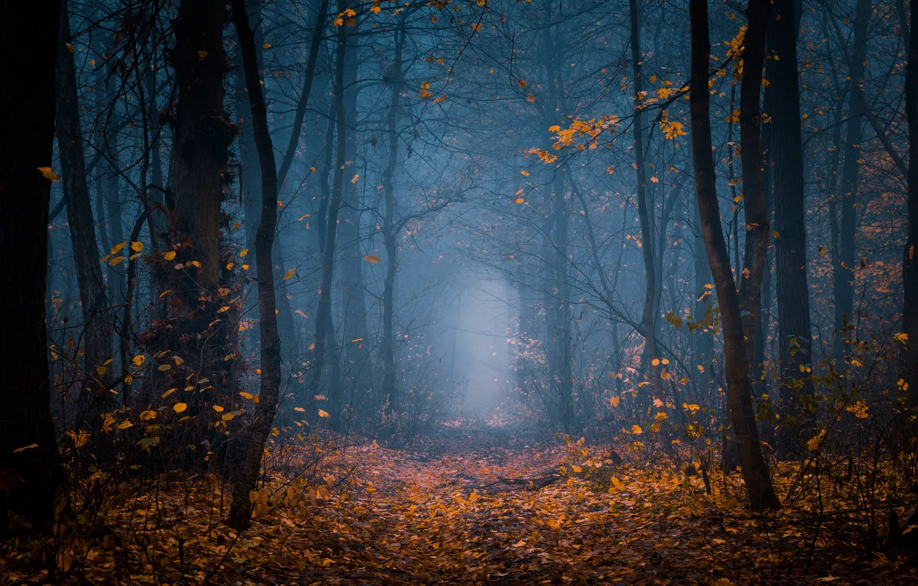 Фото обои лес, деревья, природа, туман, сумерки