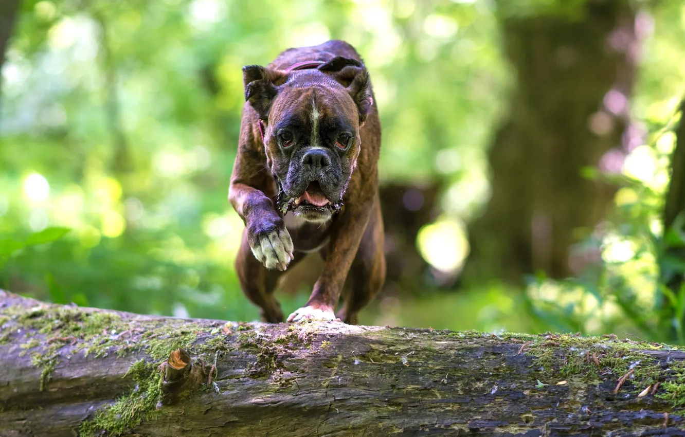 Фото обои взгляд, друг, собака